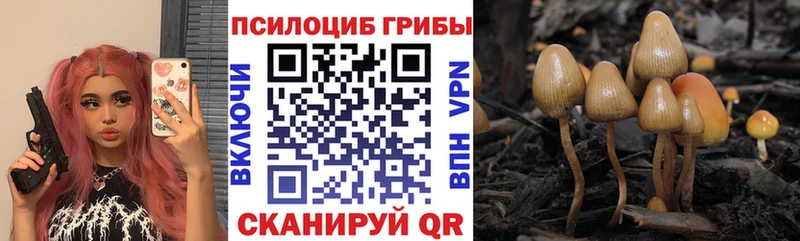купить цена Луховицы Галлюциногенные грибы Psilocybe